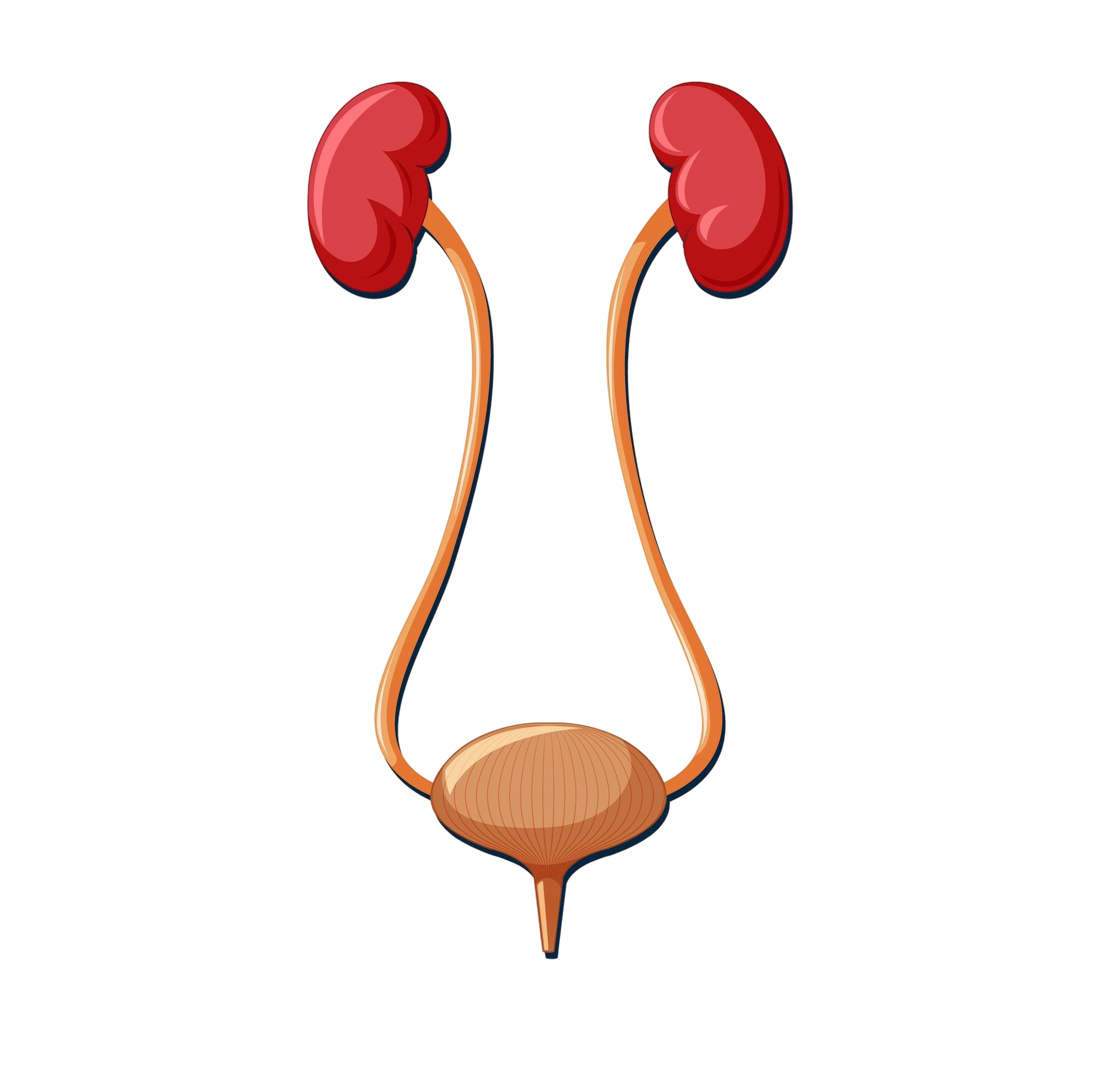 human-internal-organ-with-kidneys-bladder